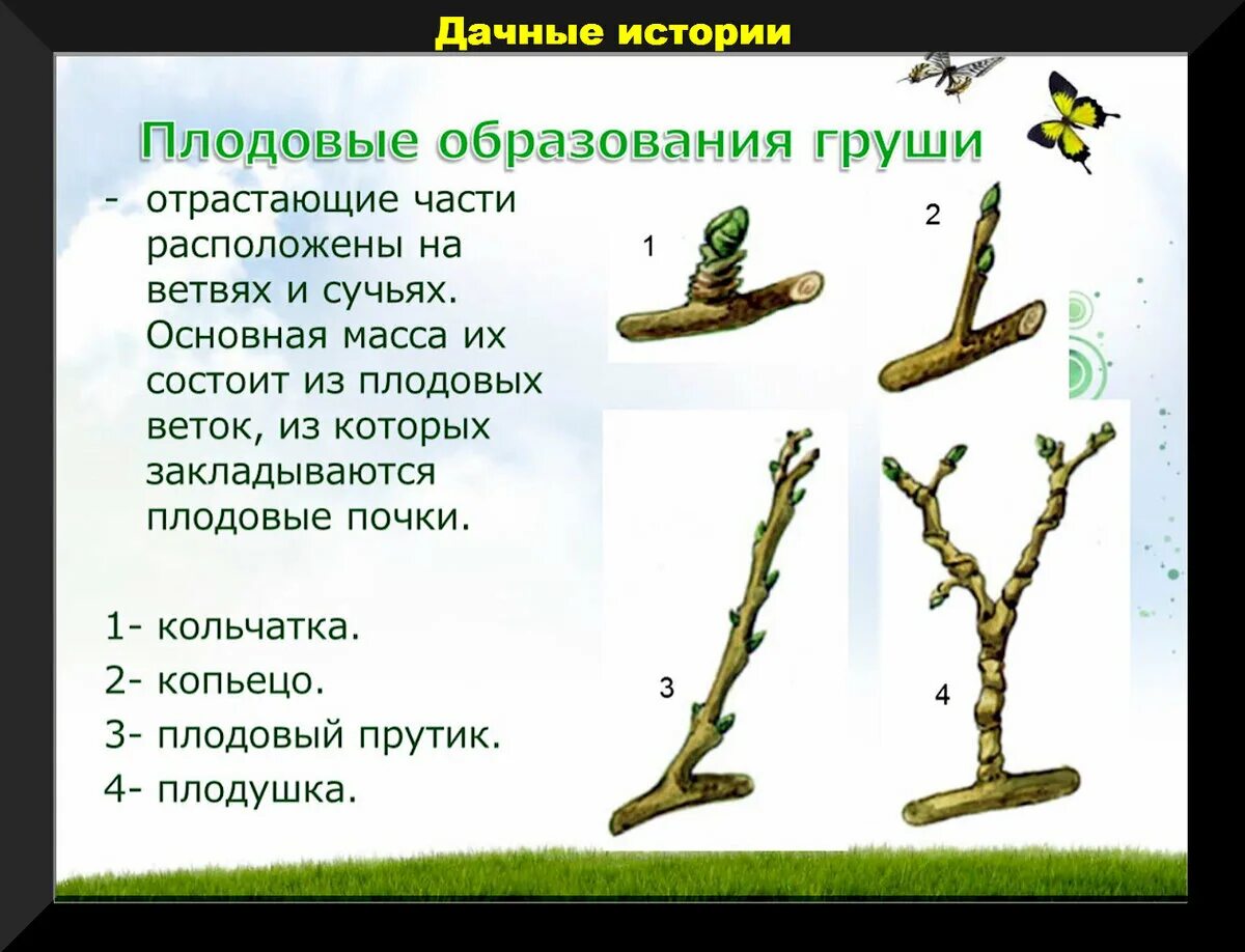 Плодушки на яблоне и груше фото Важные нюансы осенней обрезки и обработки яблонь в плодовом саду Дачные истории 