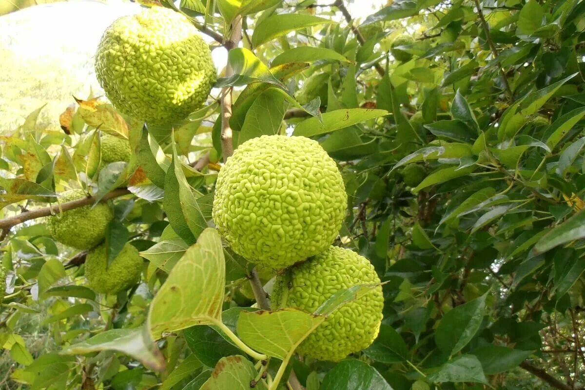 Плоды адамово яблоко применение фото и описание Osage Orange Trees: Durable Hardwood With Alien-Like Fruit * Insteading Apple tr