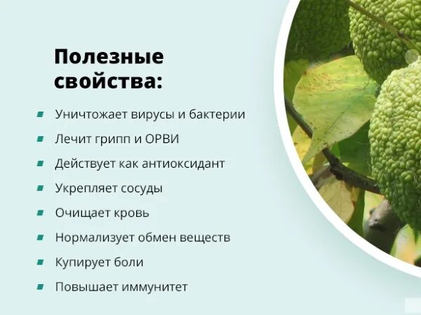 Плоды адамово яблоко применение фото и описание Адамово яблоко польза eCookie.ru