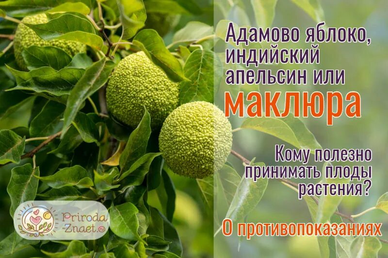 Плоды адамово яблоко применение фото и описание Адамово яблоко описание eCookie.ru