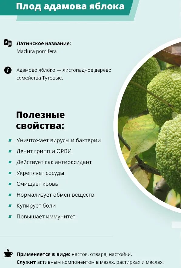 Плоды адамово яблоко применение фото и описание Адамово яблоко можно ли есть eCookie.ru