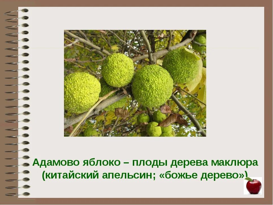 Плоды адамово яблоко применение фото и описание Адамово яблоко плод применение - CoffeePapa.ru
