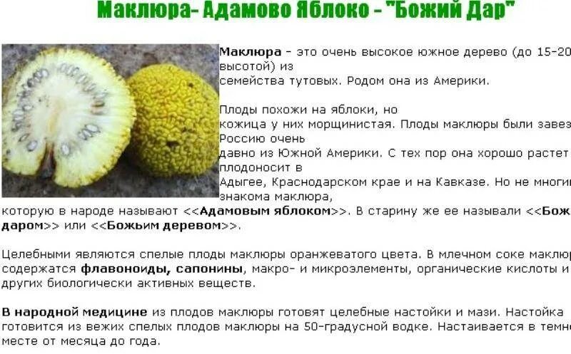 Плоды адамово яблоко применение фото и описание Адамово яблоко от чего помогает