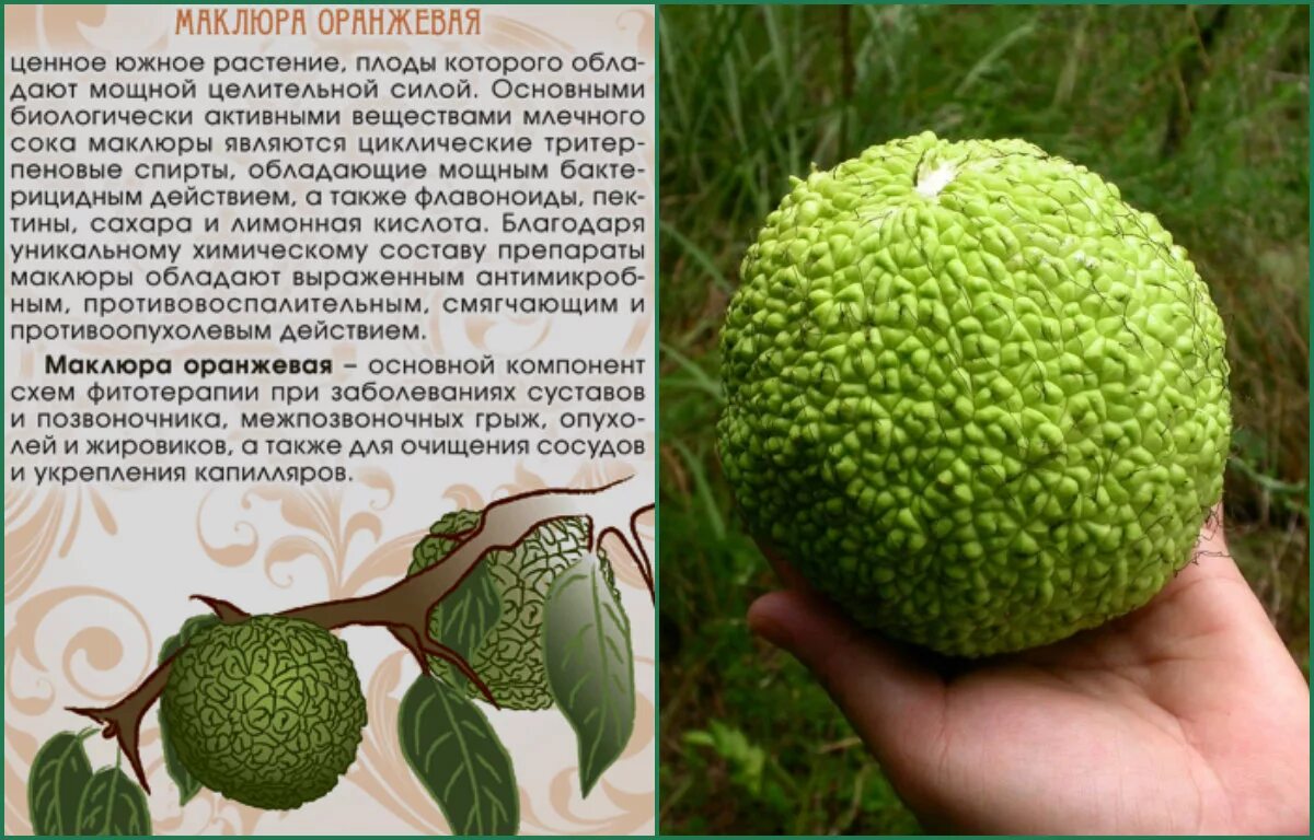 Плоды адамово яблоко применение фото и описание Адамово яблоко польза eCookie.ru