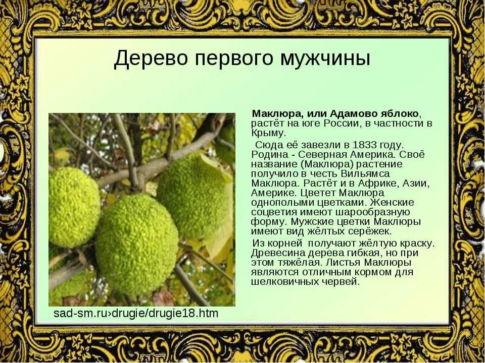 Плоды адамово яблоко применение фото и описание Адамово яблоко плод применение - CoffeePapa.ru