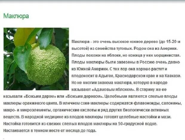 Плоды адамово яблоко применение фото и описание Адамово яблоко плод применение - CoffeePapa.ru