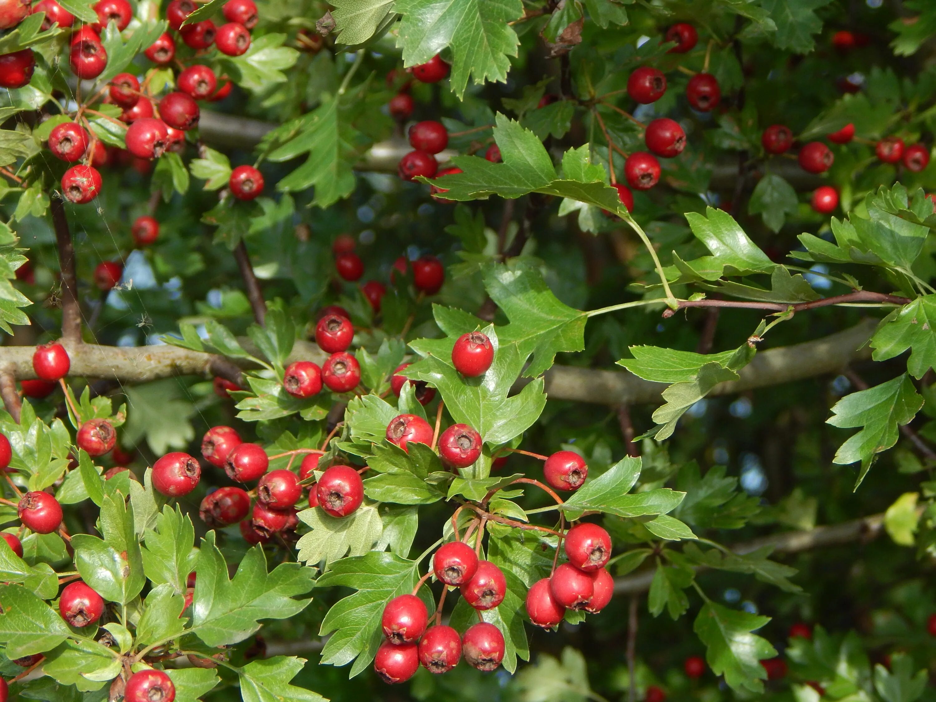 Плоды боярышника фото и описание кустарника Red berries on green foliage free image download