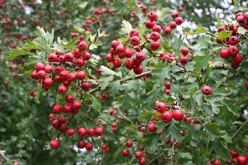 Плоды боярышника фото и описание кустарника Боярышник однопестичный - купить с доставкой по выгодным ценам в интернет-магази