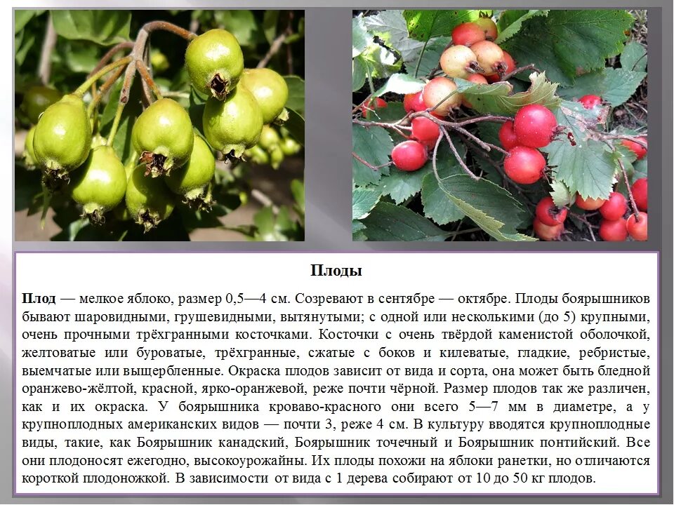 Плоды боярышника фото и описание кустарника Боярышник целебные свойства - CoffeePapa.ru