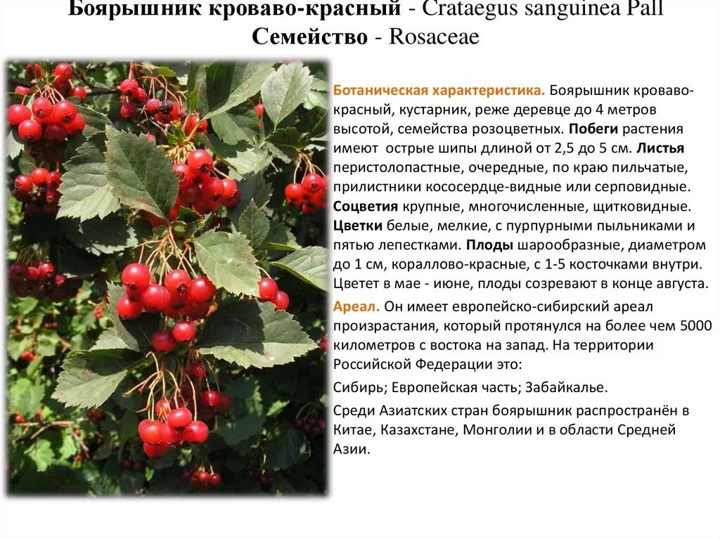 Плоды боярышника фото и описание кустарника Картинки БОЯРЫШНИК ДОКЛАД