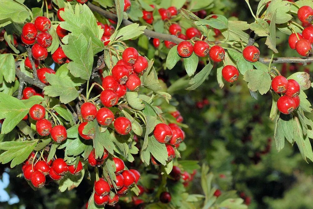 Плоды боярышника фото и описание кустарника Crataegus sanguínea Fingerh. - Боярышник согнутостолбиковый НОЦ "Ботанический са