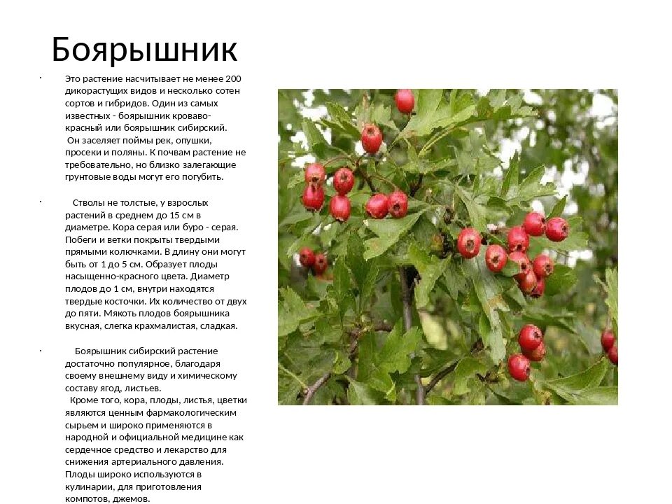 Плоды боярышника фото и описание кустарника Картинки БОЯРЫШНИК ДОКЛАД