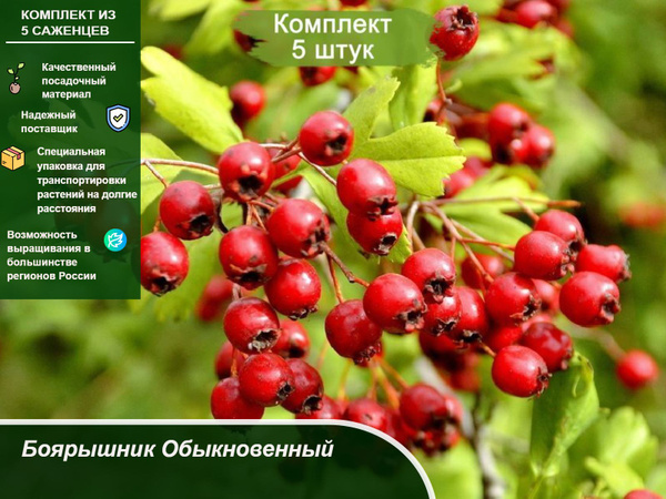 Плоды боярышника фото и описание кустарника Комплект 5шт / Боярышник Обыкновенный - купить с доставкой по выгодным ценам в и