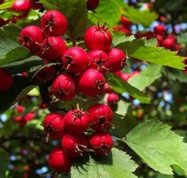 Плоды боярышника фото и описание кустарника Боярышник сибирский (Crataegus sanguinea) Ракита. Питомник растений