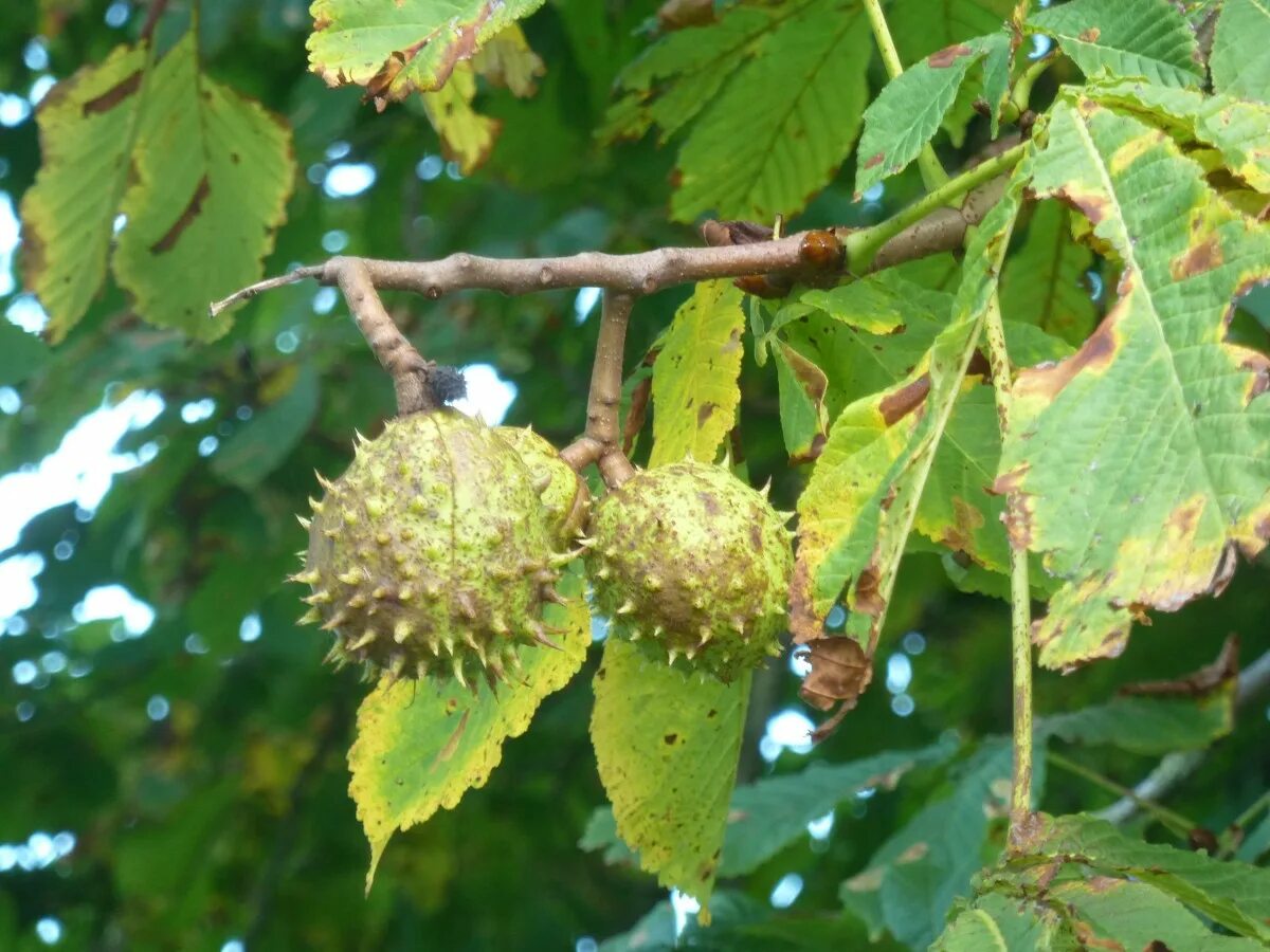 Плоды деревьев фото и названия Free Images : branch, prickly, leaf, flower, food, produce, evergreen, autumn, s