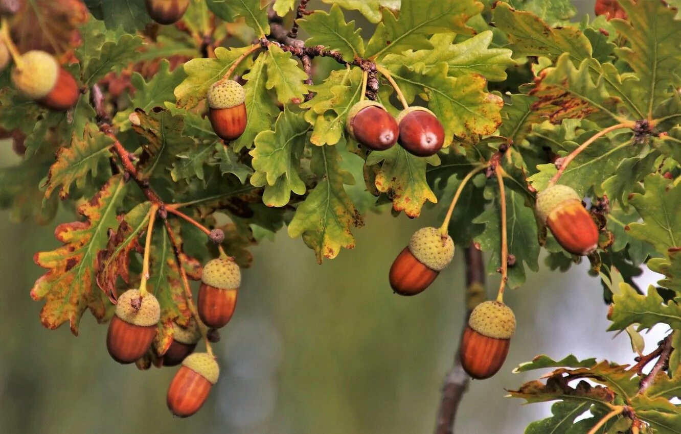 Плоды деревьев фото и названия Обои листья, ветки, дуб, жёлуди Acorn, Oak tree, How to introduce yourself