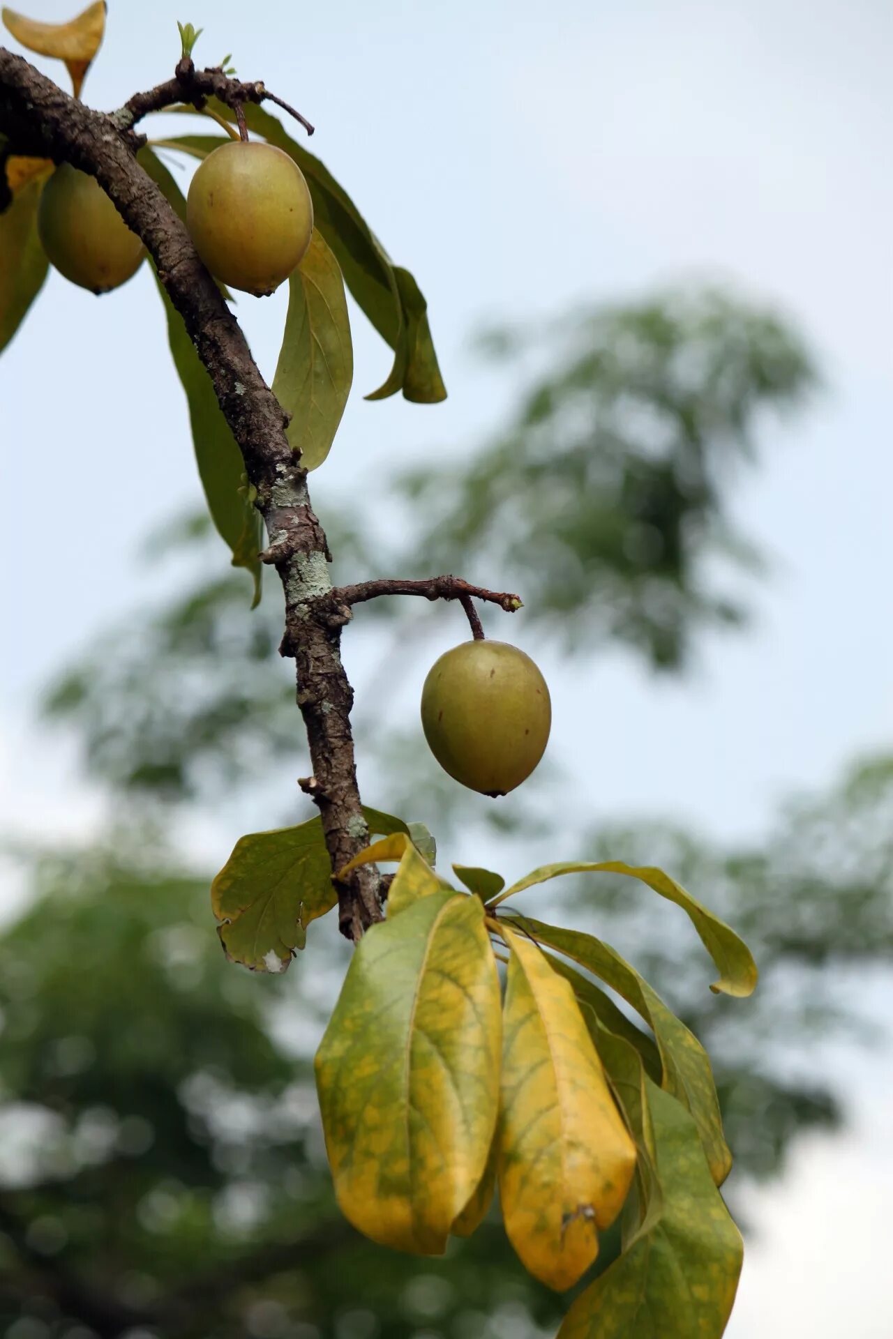 Плоды деревьев фото и названия Edit free photo of Plum fruit tree,yellow leaves,plum fruit on the tree,free pic