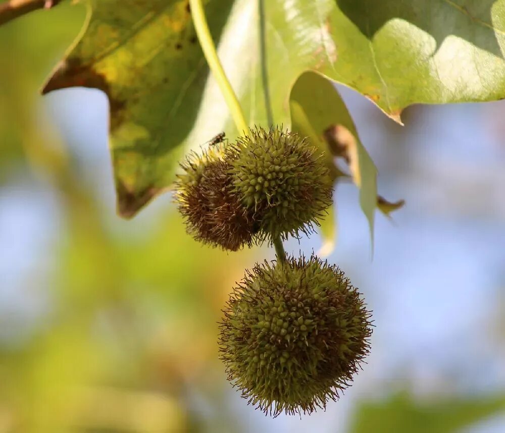 Плоды деревьев фото и названия American Sycamore Tree for Sale - Buying & Growing Guide - Trees.com
