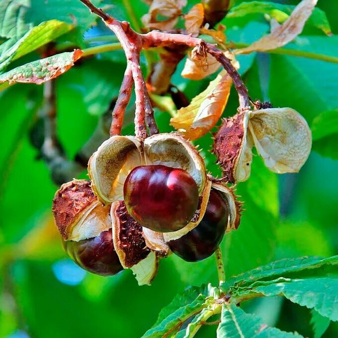 Плоды деревьев фото и названия Каштан конский Aesculus hippocastanum 80-120 Берёзки, Каштан, Фундук. Лиственные