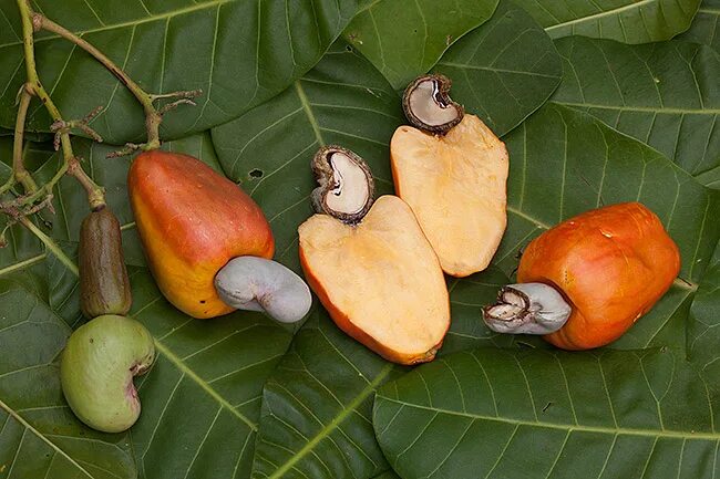 Плоды деревьев фото и названия Cashew_nut_Rio_de_los_esclavos_image_10K6527 - Eat The Weeds and other things, t