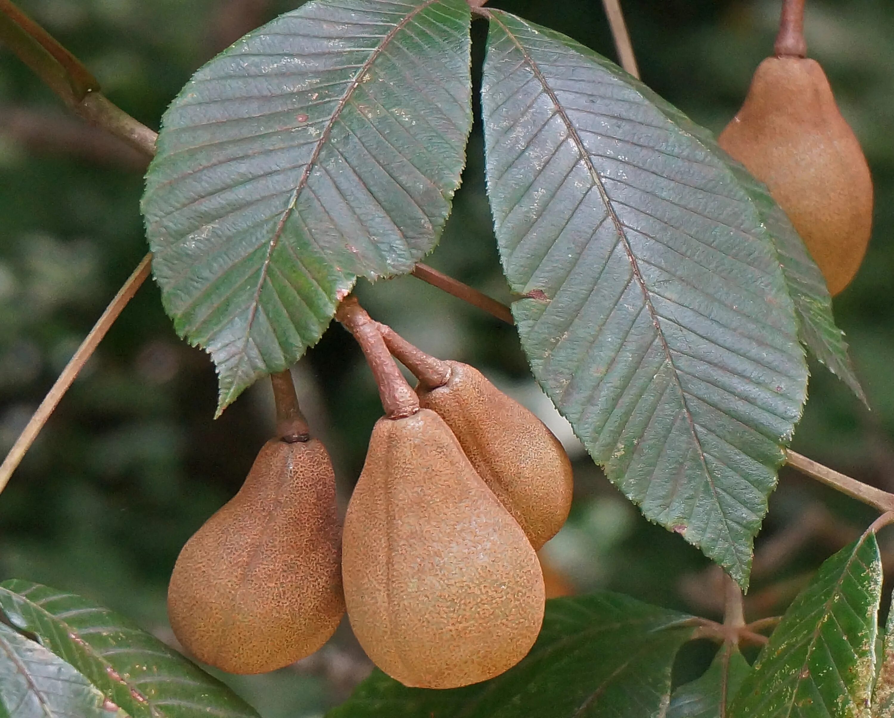 Плоды деревьев фото и названия Free Images : tree, nature, branch, fruit, leaf, flower, food, produce, botany, 