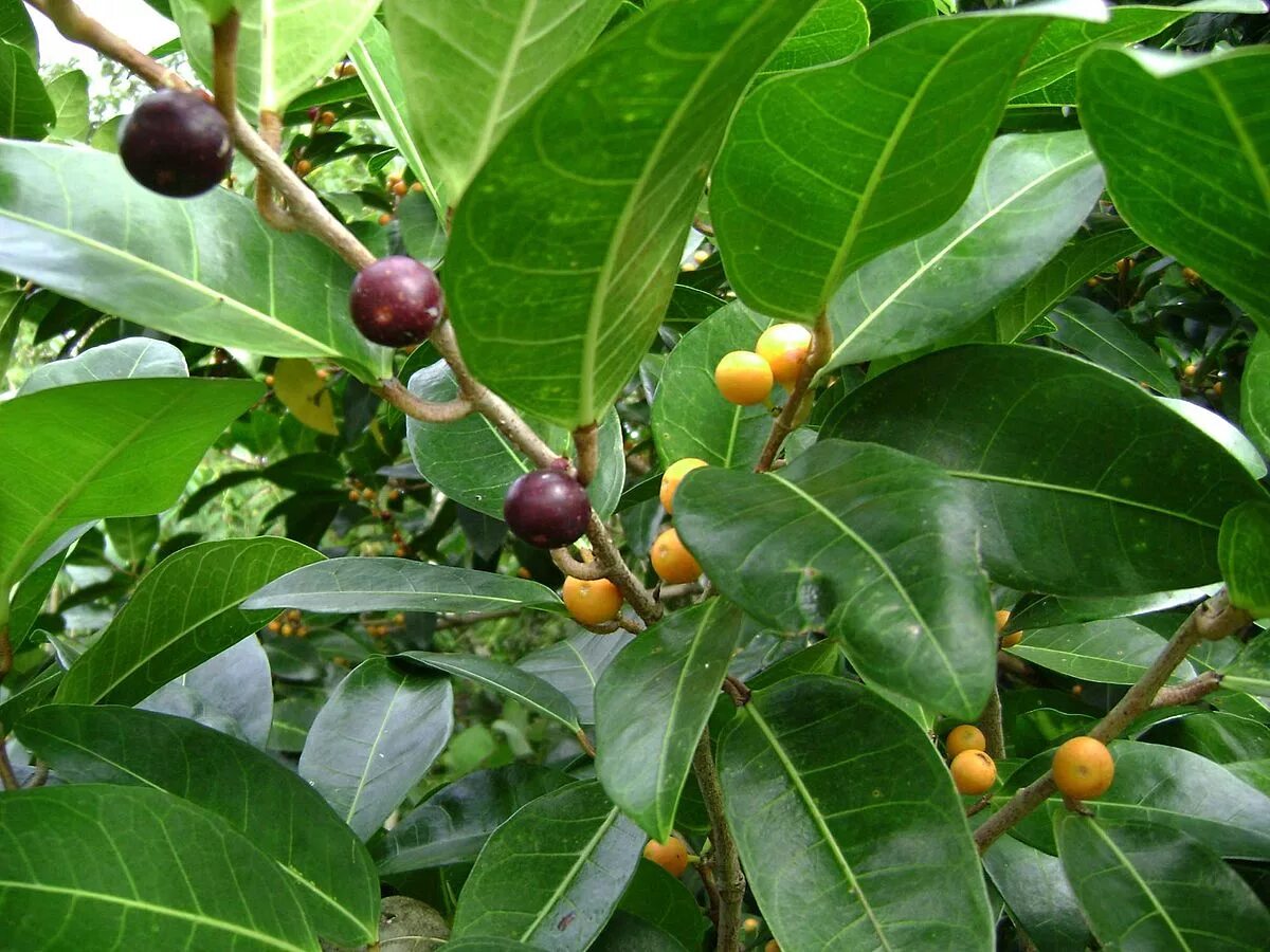 Плоды фикуса фото File:Ficus tinctoria.jpg - Wikipedia