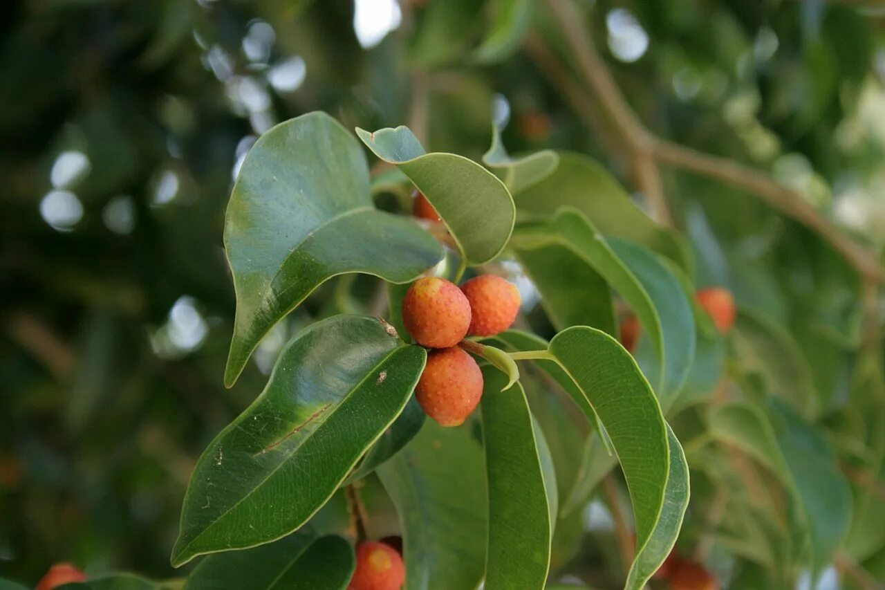 Плоды фикуса фото Se puede tener un Ficus benjamina en el jardín? Ficus, Ficus microcarpa, Árboles