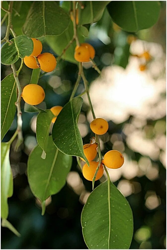Плоды фикуса фото Ficus obliqua fruit not far from where I live.These are not edible ... Trees to 