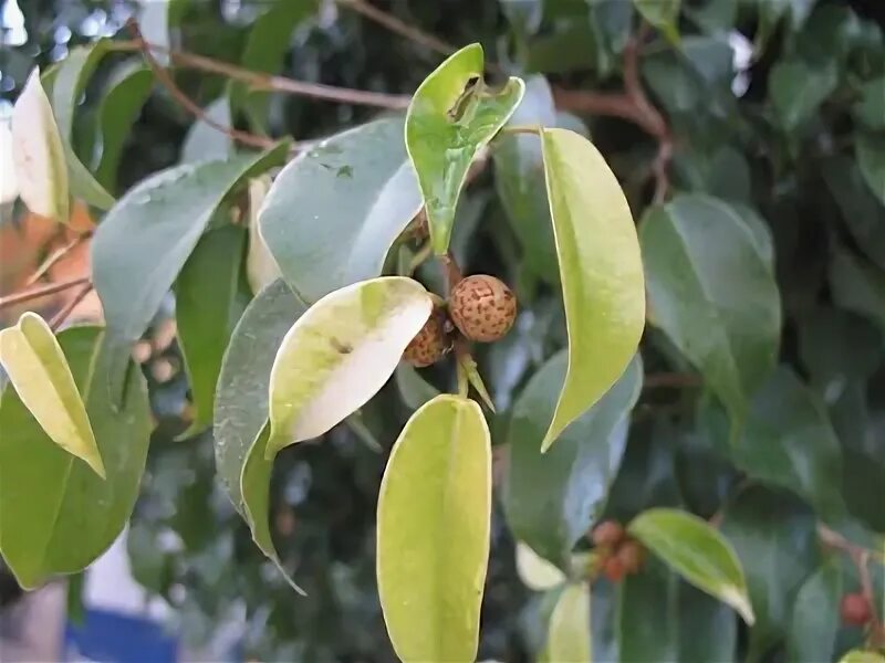 Плоды фикуса фото The World`s Tree Species: Ficus Benjamina