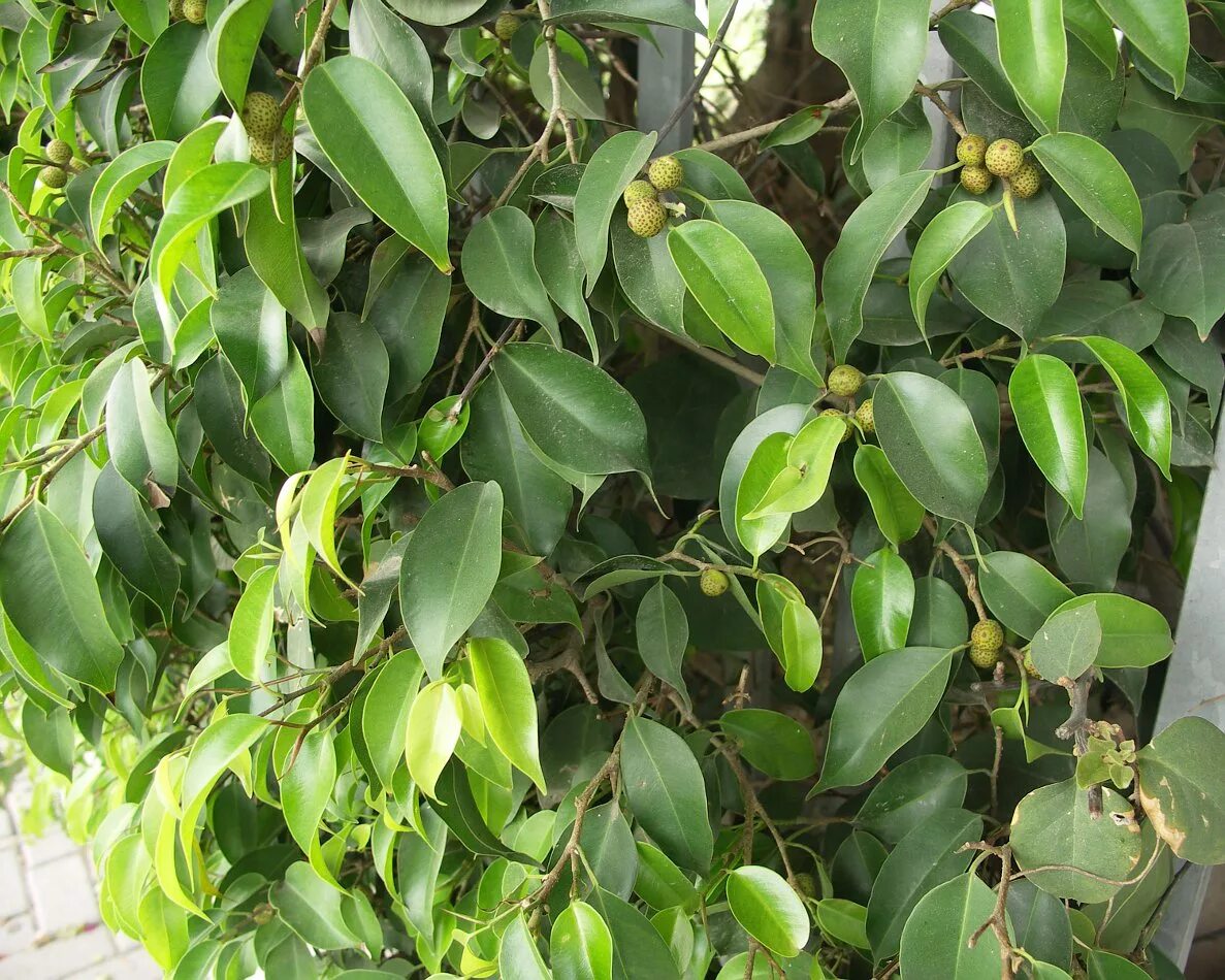 Плоды фикуса фото Ficus benjamina - Image of an specimen - Plantarium