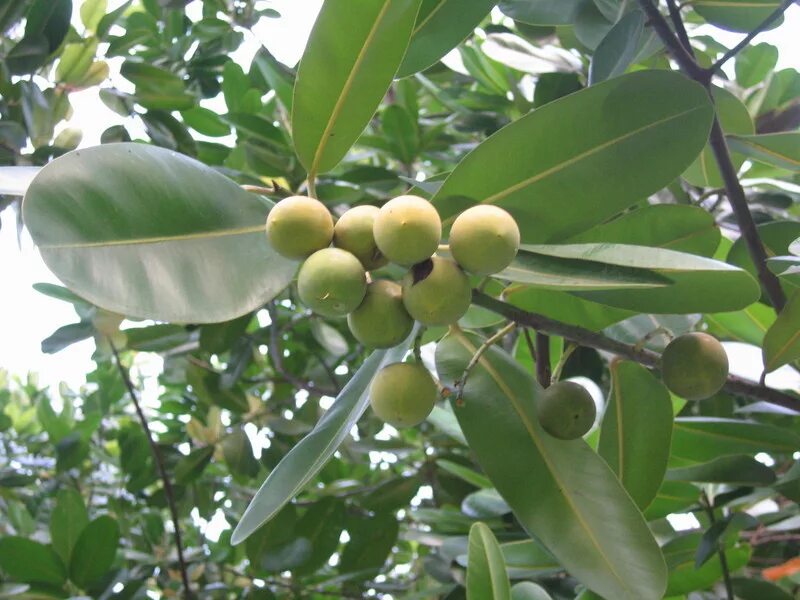 Плоды фикуса фото African Plants - A Photo Guide - Ficus elastica Roxb.