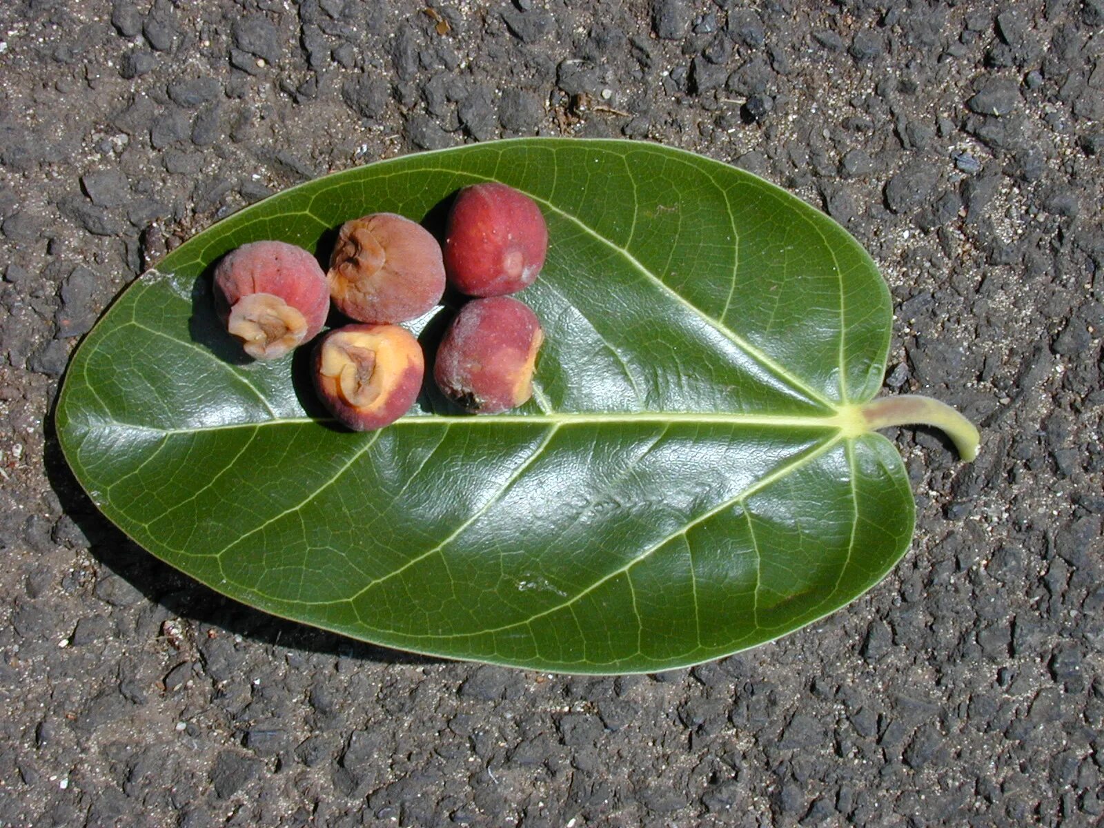 Плоды фикуса фото படிமம்:Starr 010420-0096 Ficus benghalensis.jpg - தமிழ் விக்கிப்பீடியா