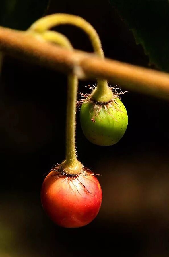 Плоды фруктов фото Pin on fruits