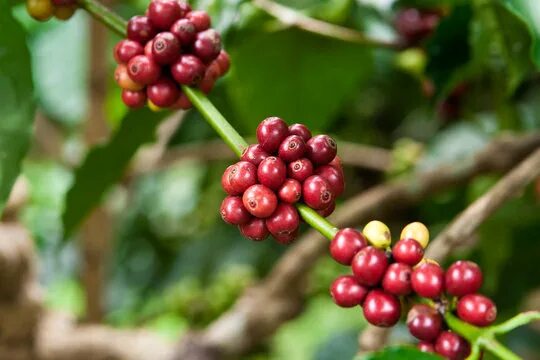 Плоды кофе фото на дереве Kaffeestrauch Изображения: просматривайте стоковые фотографии, векторные изображ