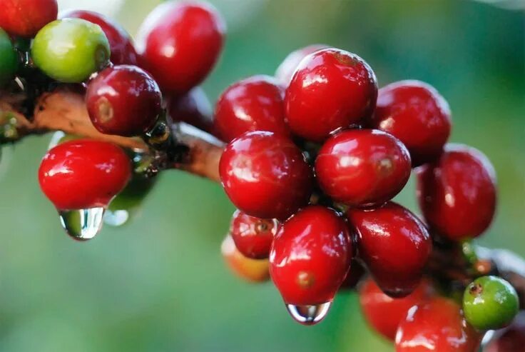 Плоды кофе фото на дереве La leyenda del café Granos de café, Planta de cafe, Cafe fruto
