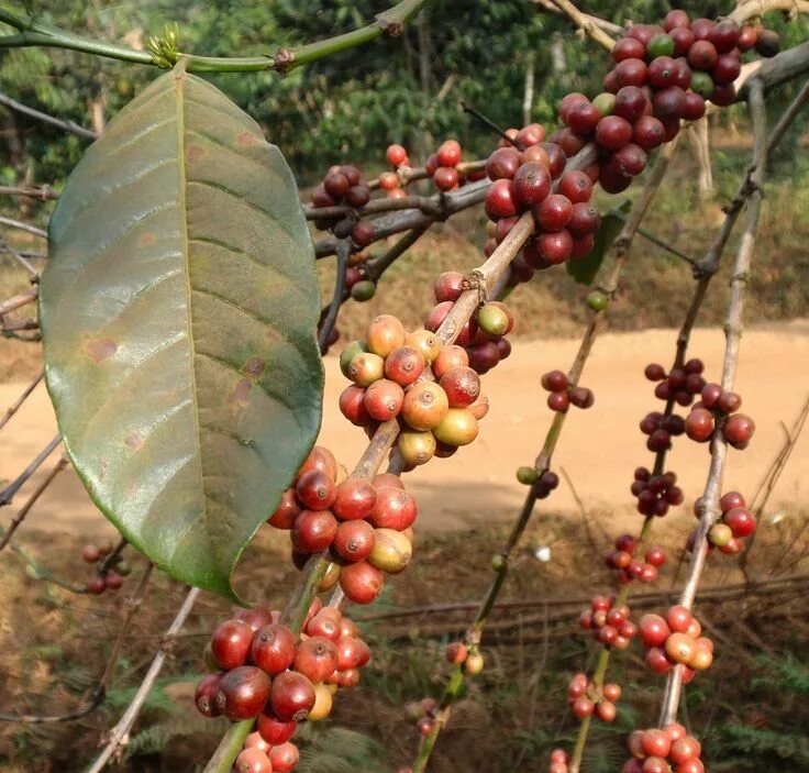 Плоды кофе фото на дереве Coffee Tree Coffee tree, Coffee beans, Tropical tree