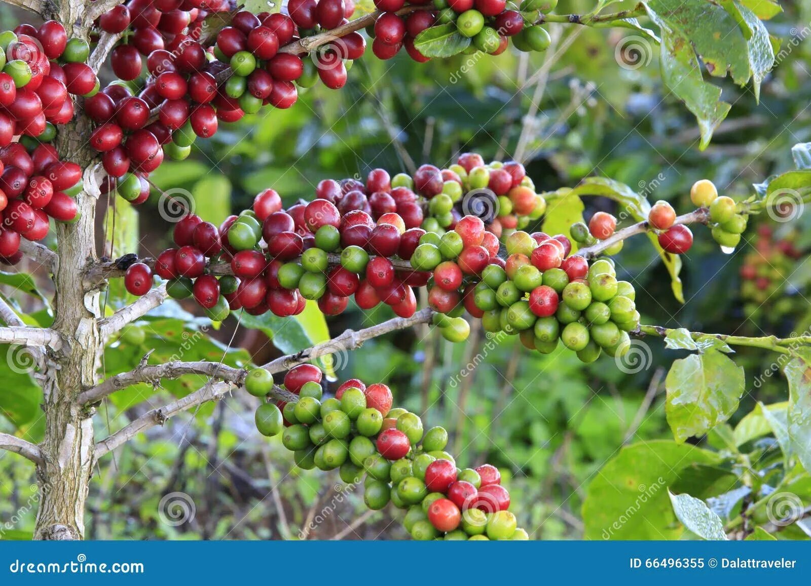 Плоды кофе фото на дереве Coffee Tree with Coffee Bean Stock Image - Image of fruit, cafe: 66496355