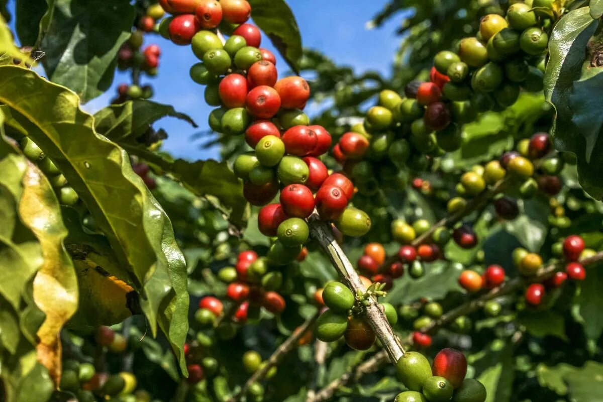 Плоды кофе фото на дереве Is Growing Your Own Cup of Coffee Worth It? Here's What TikTok Found