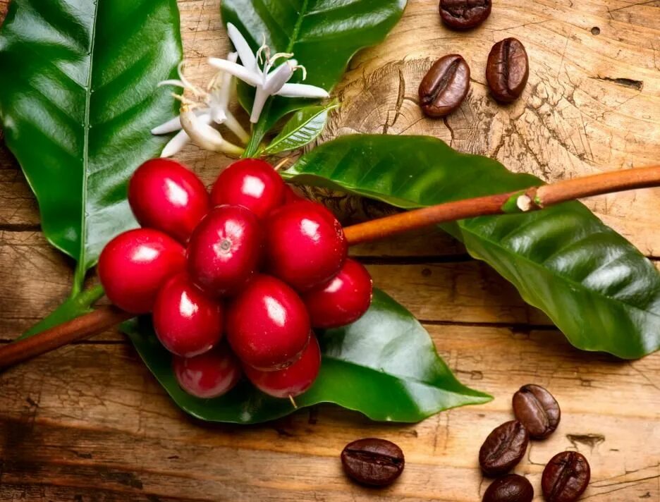 Плоды кофе фото на дереве A Closer Look at the Different Coffee Species - Coffeerama Coffee tree, Coffee p