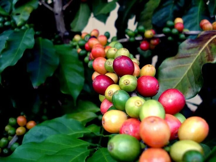 Плоды кофе фото на дереве coffee plant with beans. colorful Coffee plant, Blue mountain coffee, Organic co