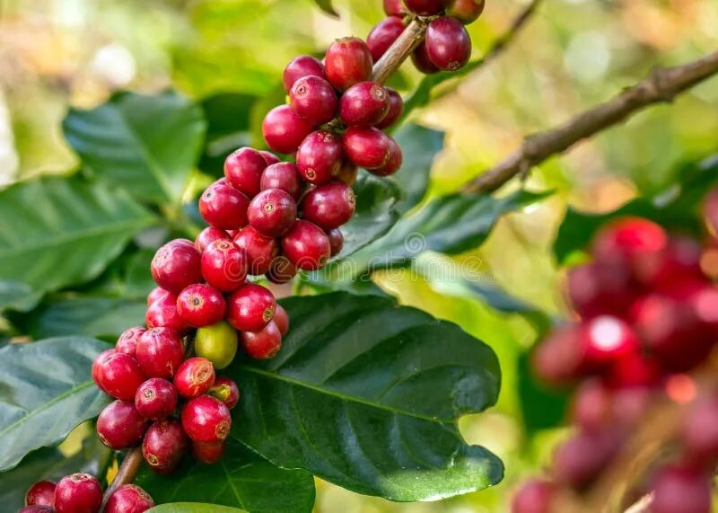 Плоды кофе фото на дереве Ripe red coffee beans stock image. Image of leaf, flores - 126118887