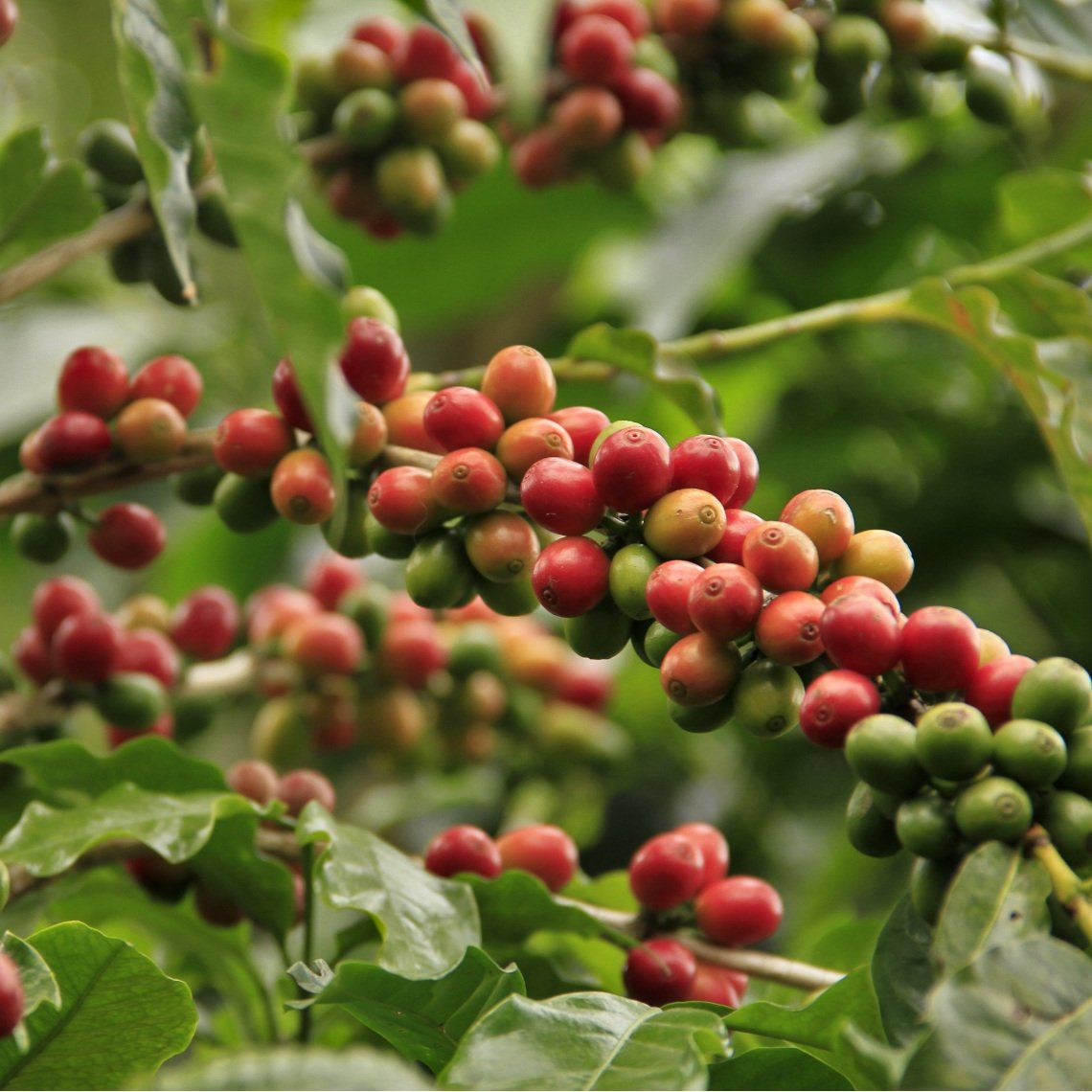 Плоды кофе фото на дереве Coffee ' Arabica' - (Coffea arabica) Arabica coffee, Coffea arabica, Coffee plan