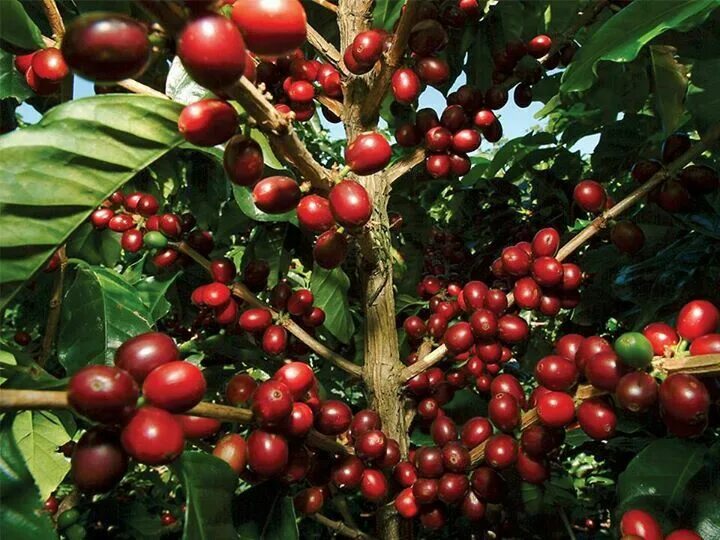 Плоды кофе фото на дереве Cafe de Costa Rica Costa rica, Visit costa rica, Fruit