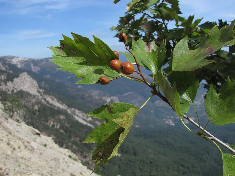Плоды крыма фото и названия Sorbus torminalis - Изображение особи - Плантариум