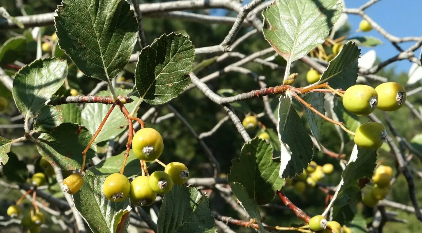 Плоды крыма фото и названия Sorbus taurica - Image of an specimen - Plantarium