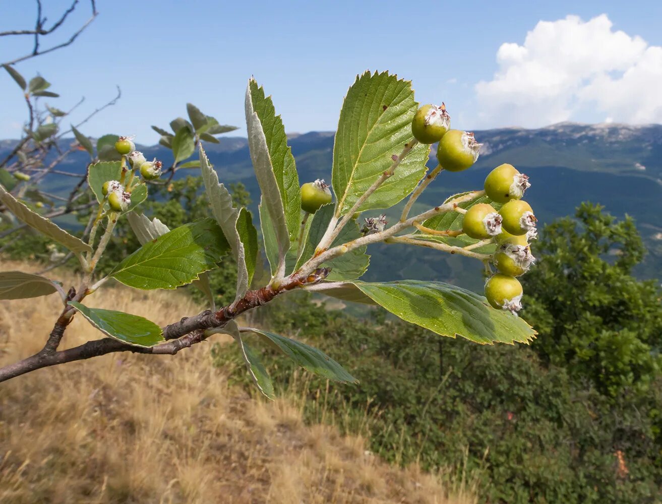 Плоды крыма фото и названия Sorbus taurica - Image of an specimen - Plantarium