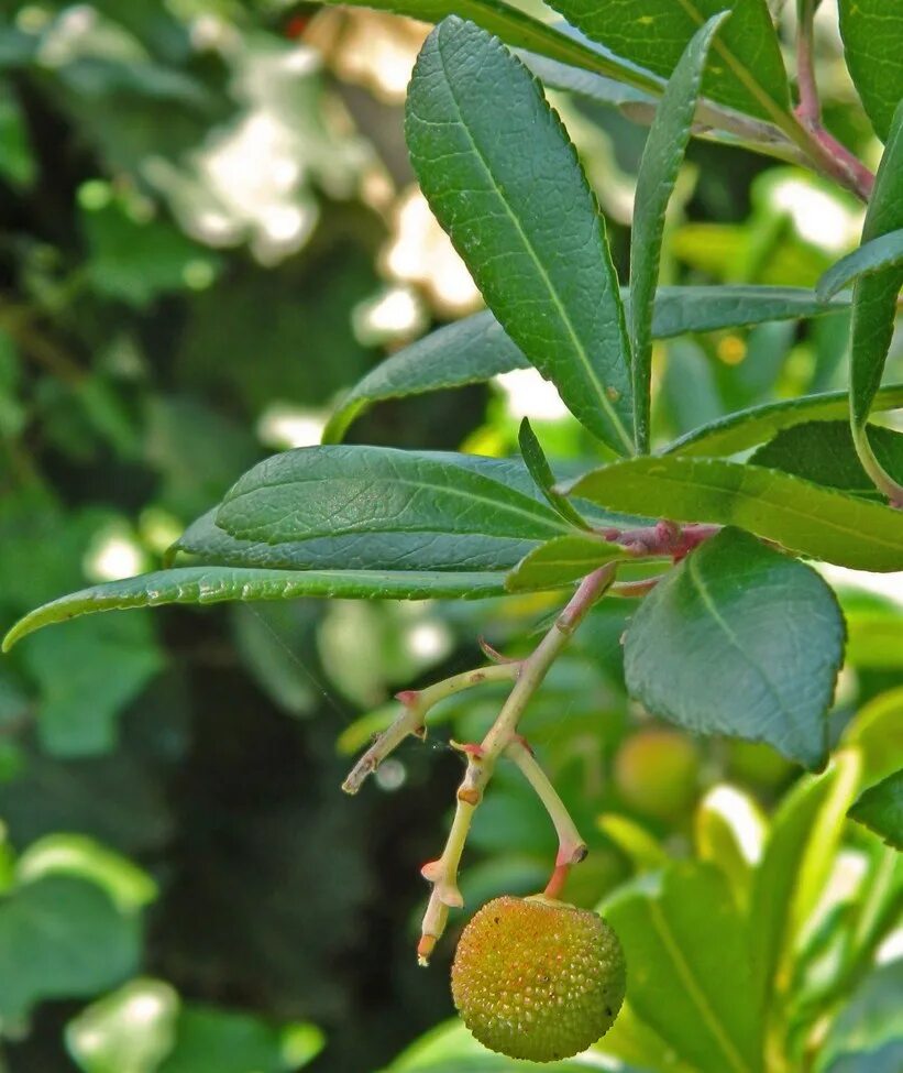 Плоды крыма фото и названия Arbutus unedo - Изображение особи - Плантариум