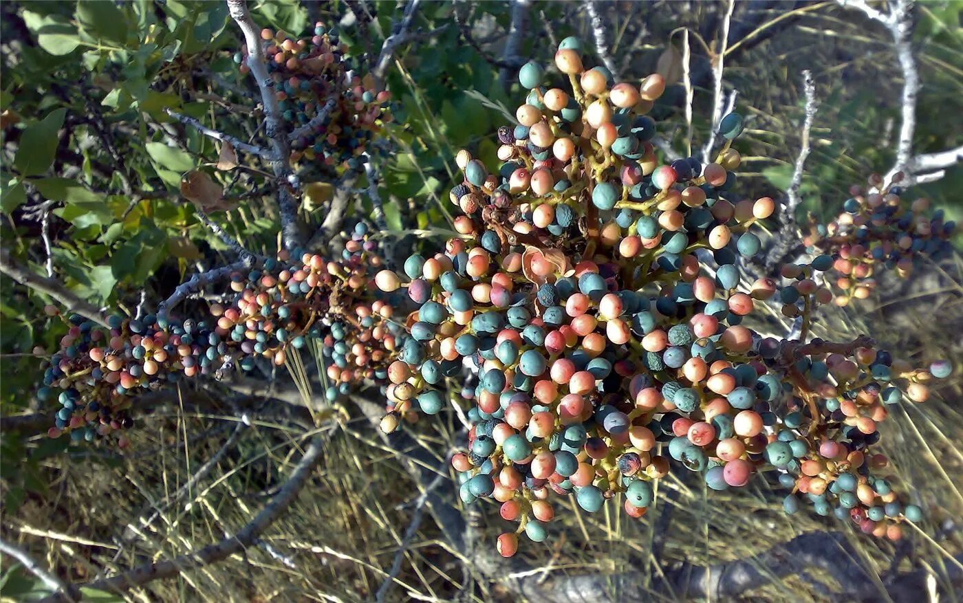 Плоды крыма фото и названия Pistacia mutica - Изображение особи - Плантариум