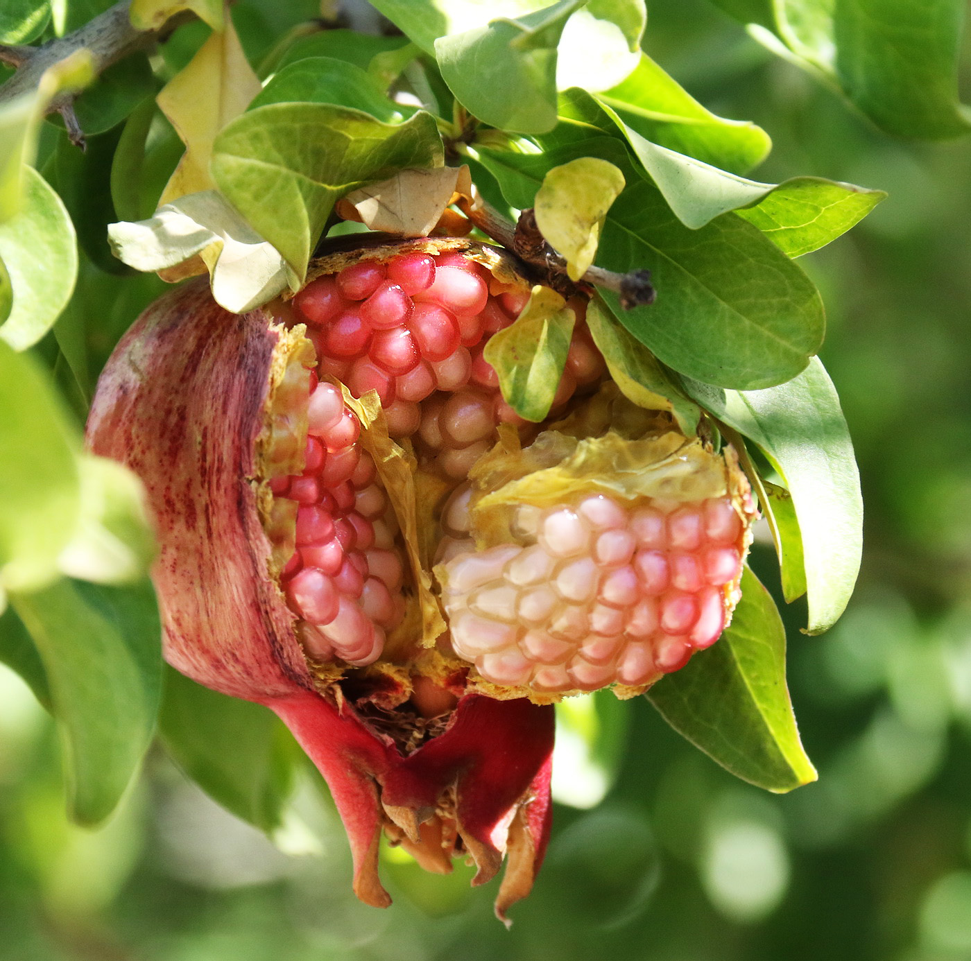 Плоды крыма фото и названия Punica granatum - Изображение особи - Плантариум
