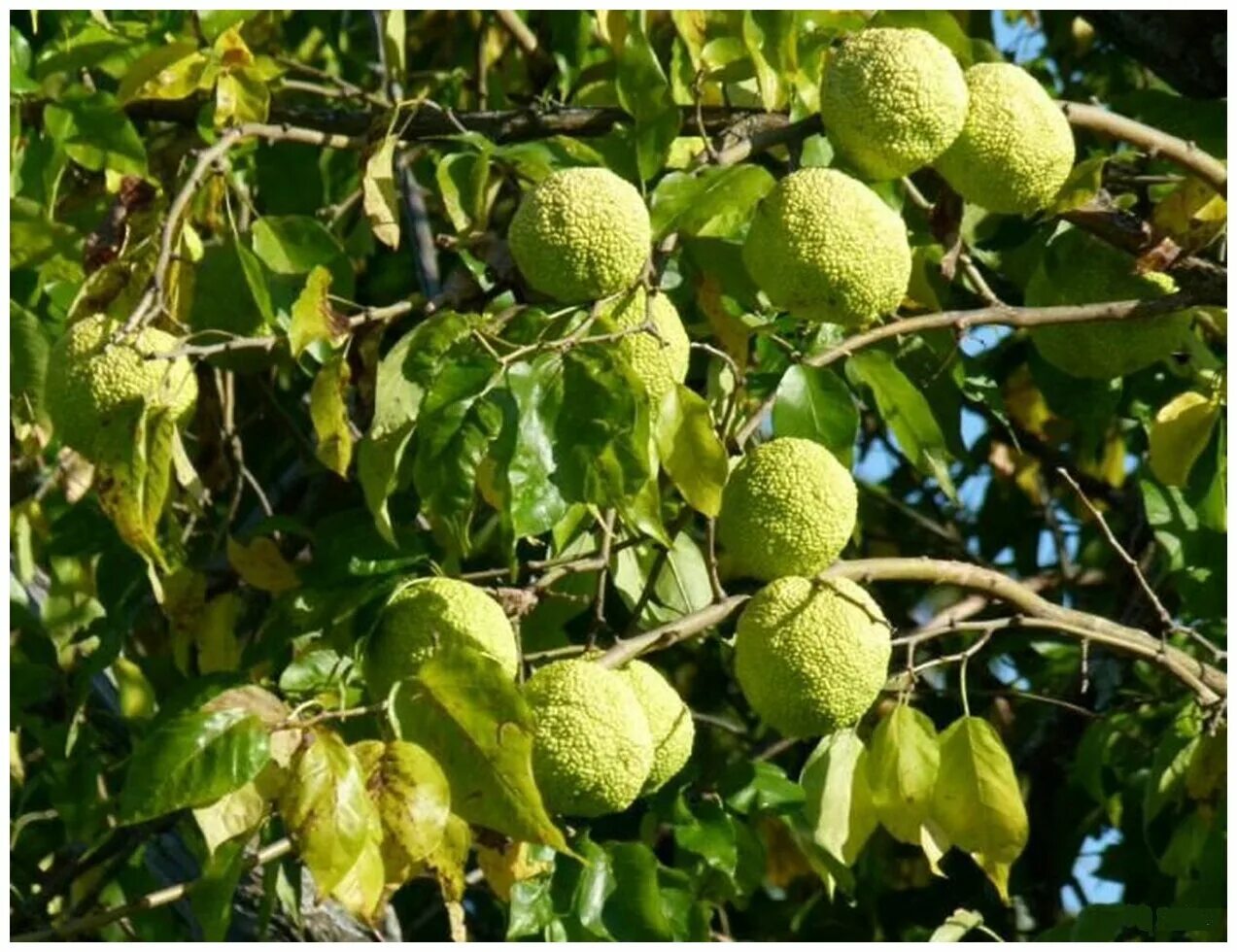 Плоды крыма фото и названия Маклюра оранжевая - Маклюра яблоконосная (лат. Maclura pomifera) Свежие семена 1